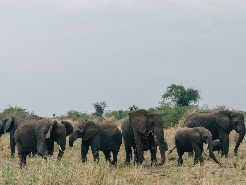 Spot elephants during game drives through Queen Elizabeth National Park on your luxury African holiday