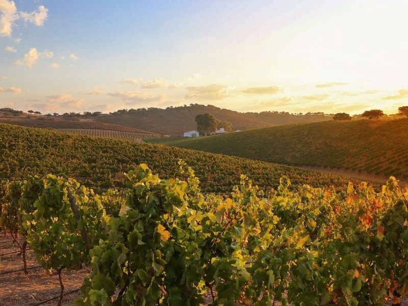 Enjoy a day of tasting the spectacular wines of Alentejo
