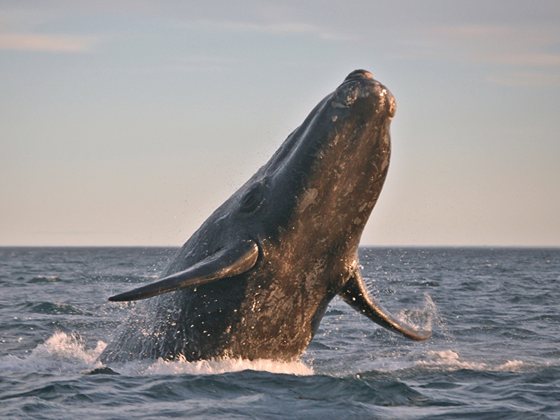 Whale Argentina