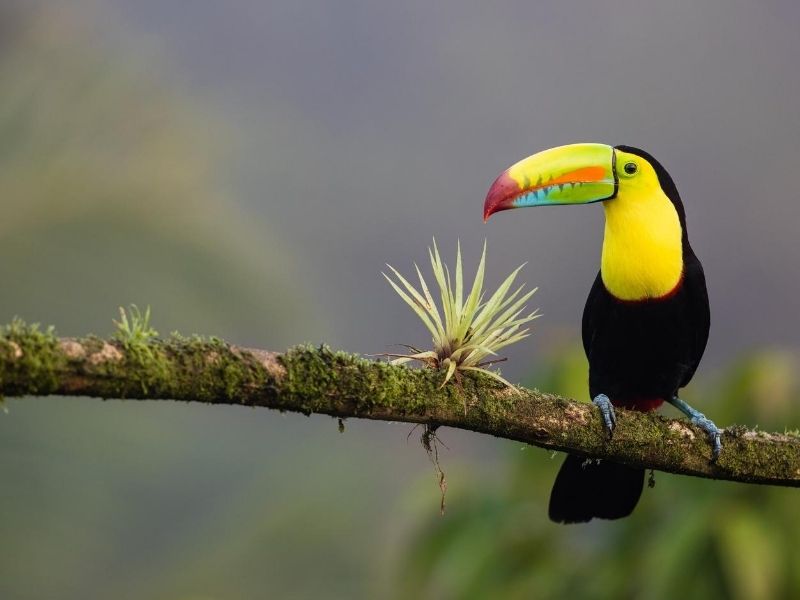 Toucan, Costa Rica