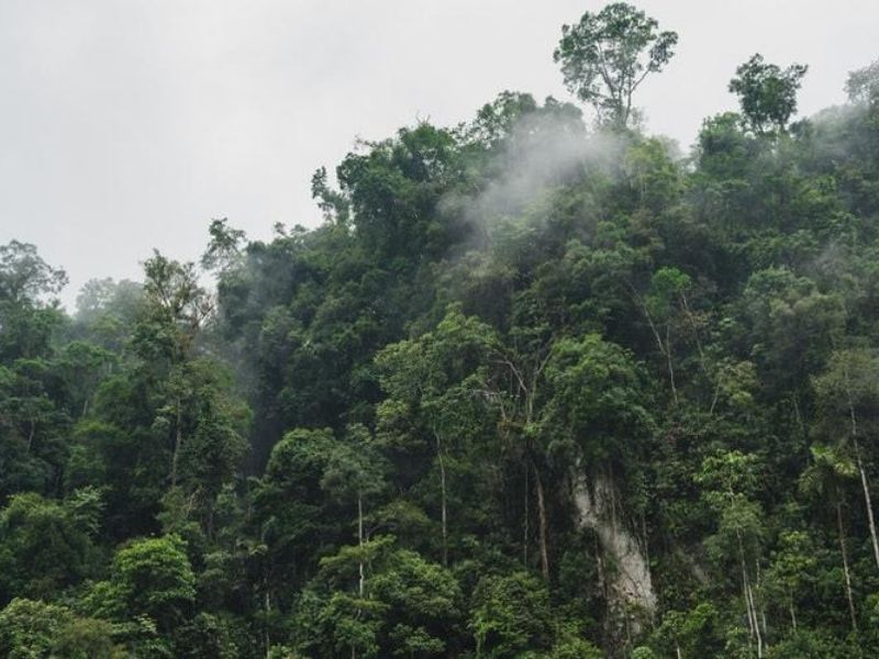 Rainforest, Costa Rica