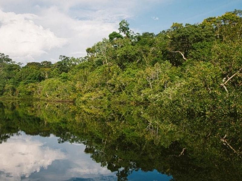 Amazon Rainforest, Bolivia