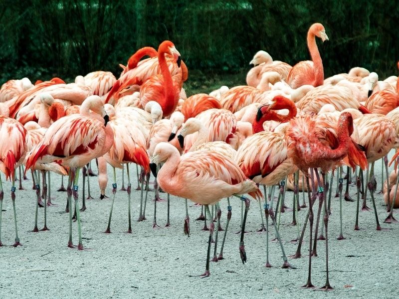 Flamingos Yucatán