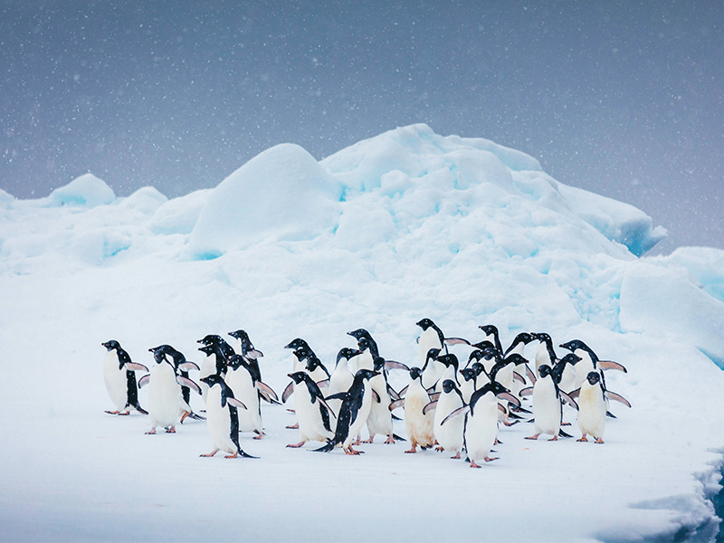 Antarctic penguins