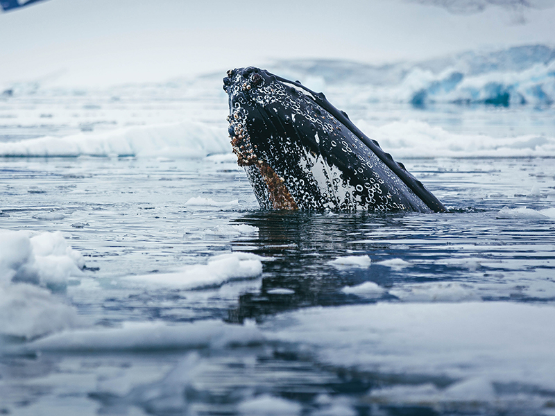 Antarctic whale