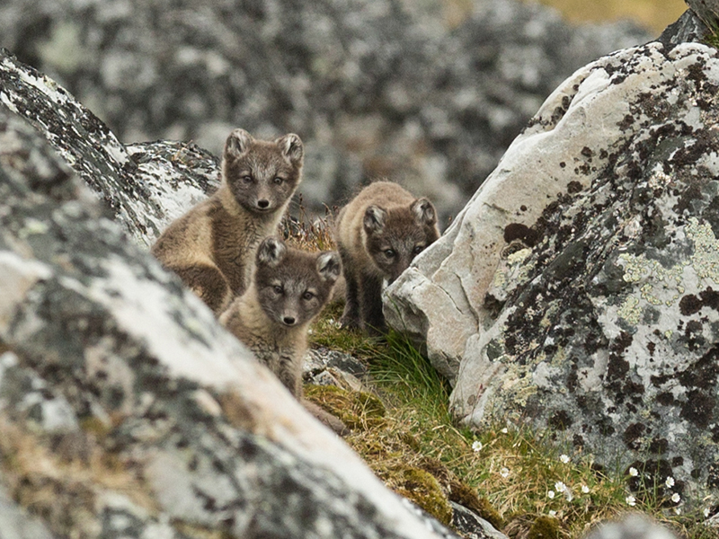 Arctic foxes, Greenland