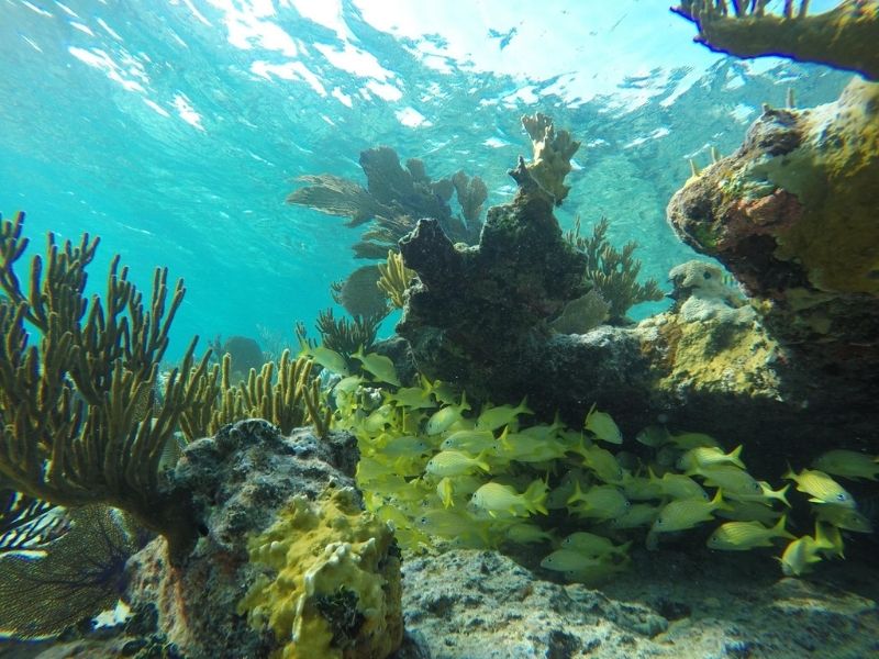 Snorkel and dive the vibrant coral reefs