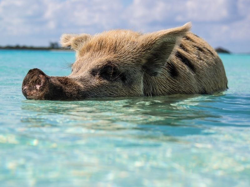 Bahamas Swimming Pig