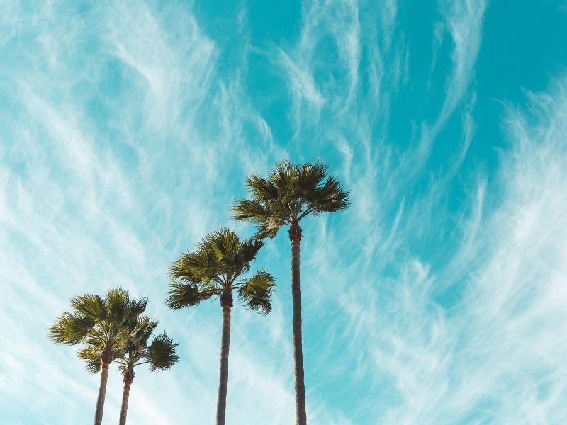 Palm trees, Baja California