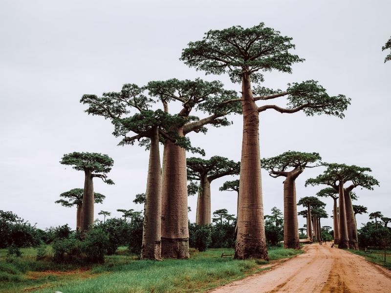 Admire the incredible towering baobab trees in Zombitse National Park during your luxury Madagascan holiday