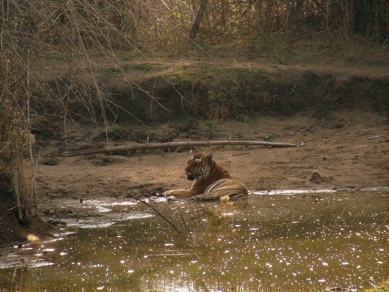 Bengal Tiger Nagarhole National Park
