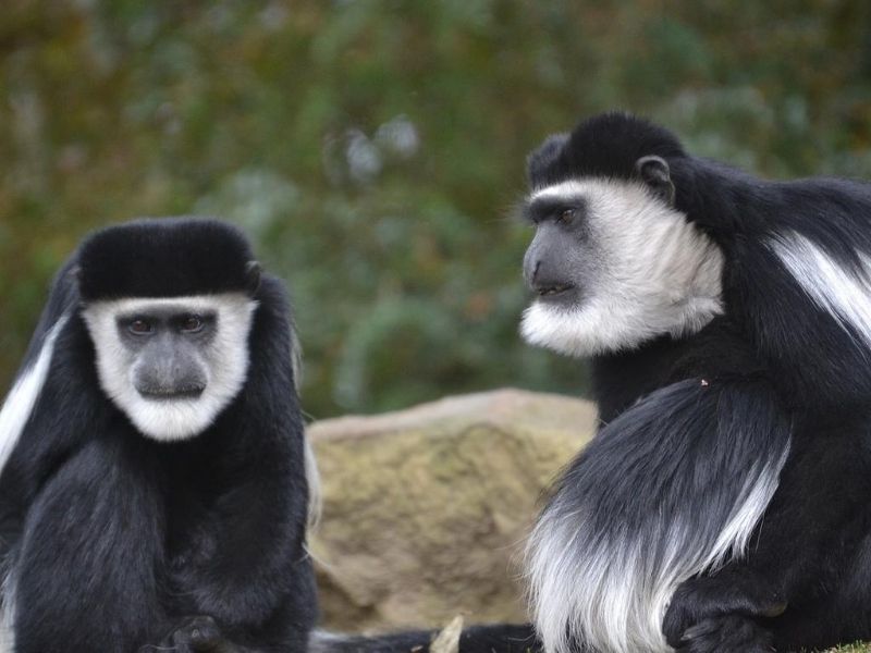 Spot black and white colobus monkeys in Nyungwe Forest during your luxury holiday to Rwanda