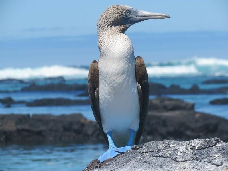 Blue-footed booby, Galapagos Islands