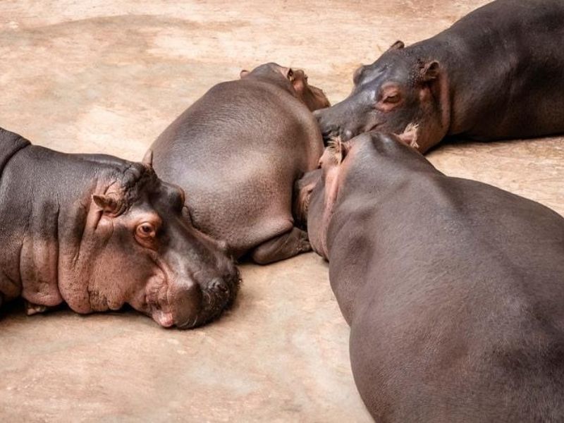 Hippos on safari during luxury holiday to Rwanda