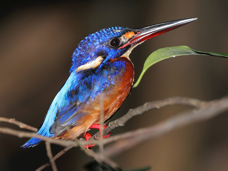 Bird Kinabatangan