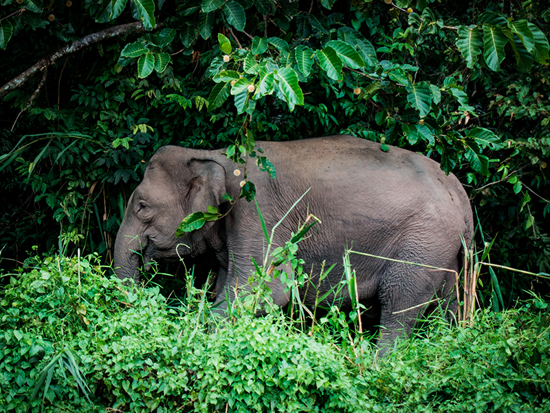 Elephant Kinabatangan