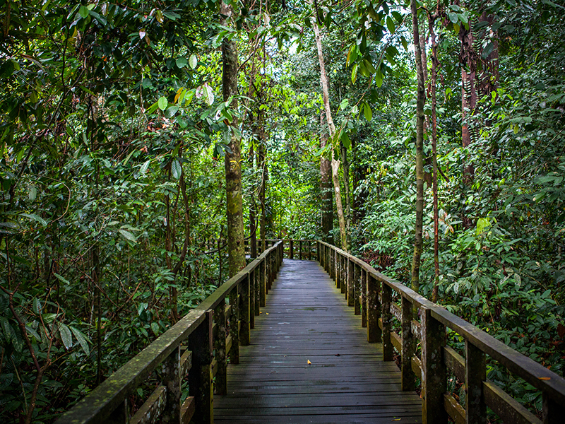 Sepilok Nature Reserve Myanmar