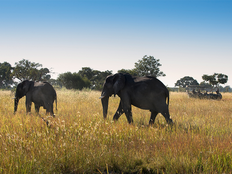Spot elephants on the Jao Flats during your luxury Botswana safari