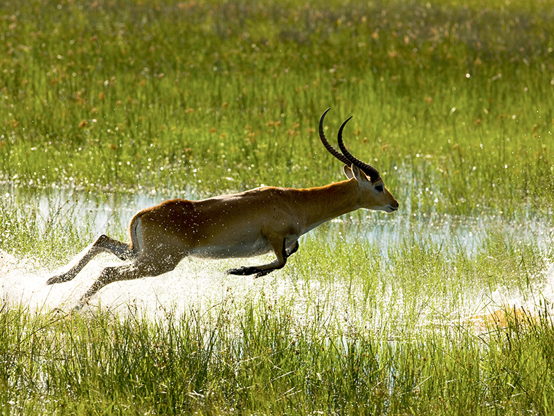 Witness an antelope hunt during your luxury Botswana safari