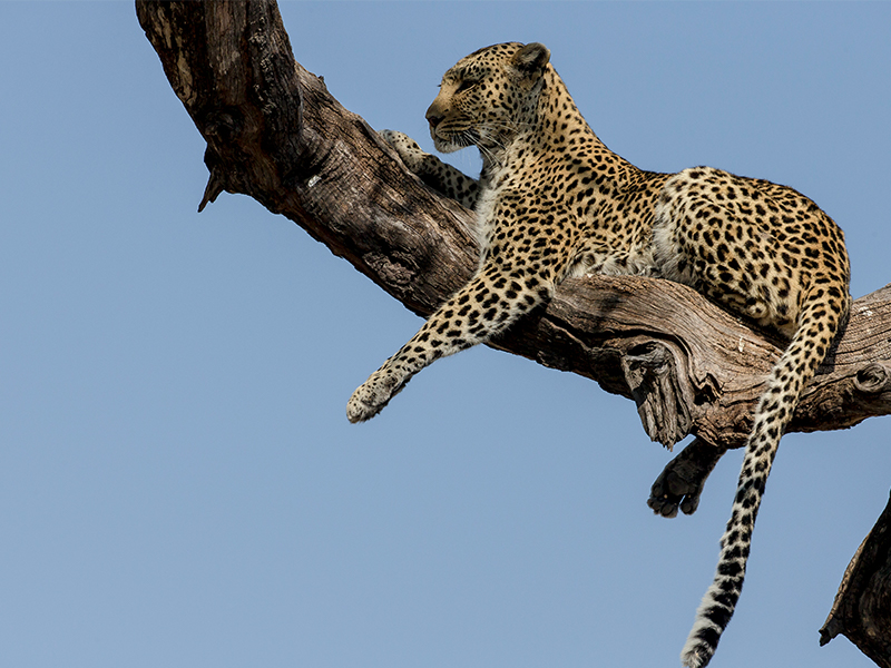 Leopard in tree on luxury Botswana safari