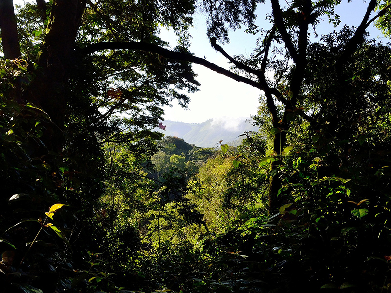 Visit Bwindi Forest during your luxury holiday to Uganda
