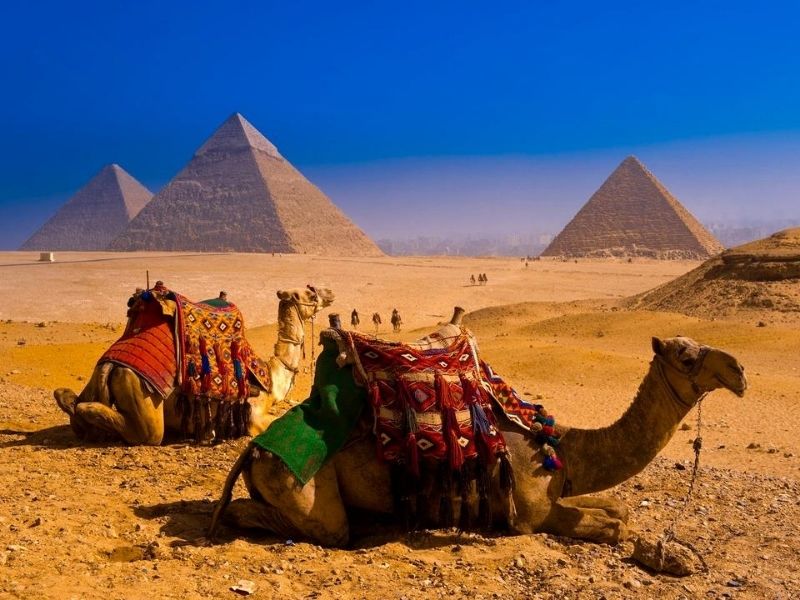 Camels in front of the Pyramids of Giza on a luxury holiday in Egypt