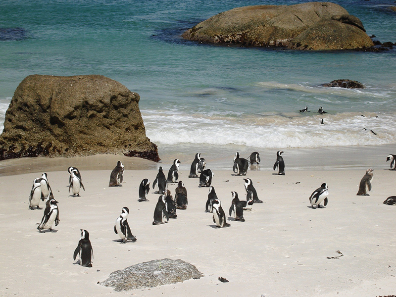 Visit the Boulders Beach penguin colony during your luxury South African holiday