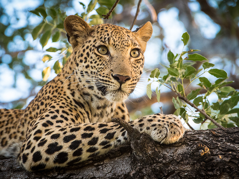 Leopard in Kruger National Park on luxury South African safari