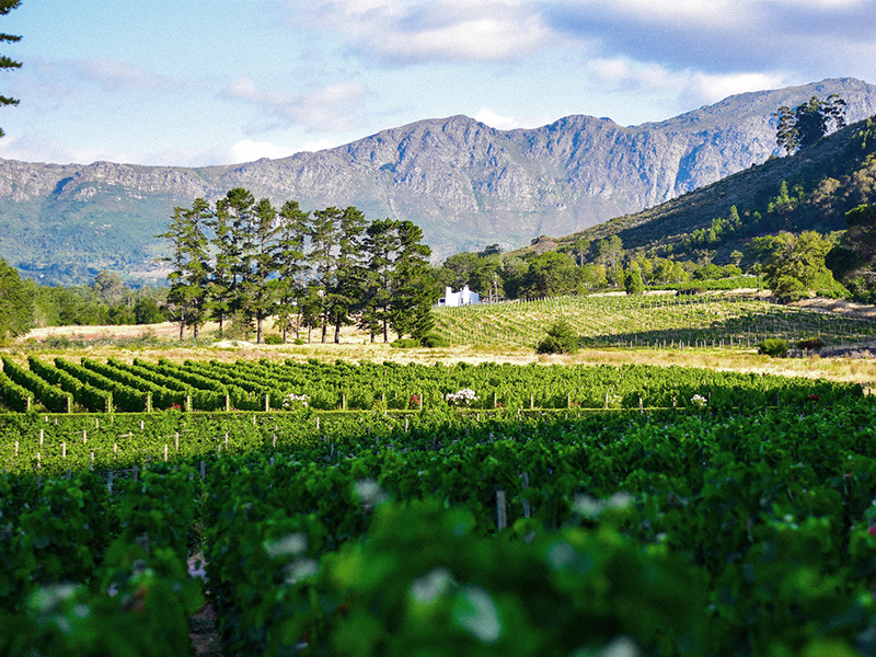 Enjoy a privately guided tour of the Cape Winelands during your luxury South African holiday