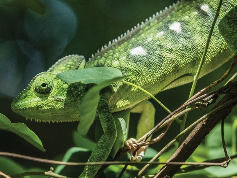 Marvel at colourful chameleon in Mantadia National Park during your luxury holiday to Madagascar