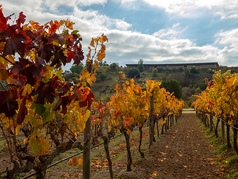 Chile vineyard