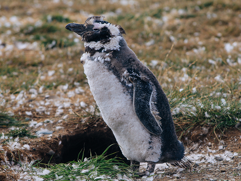 Penguin Punta Arenas