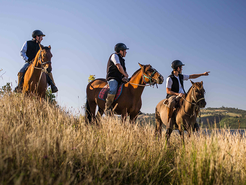 Chiloé Island horses