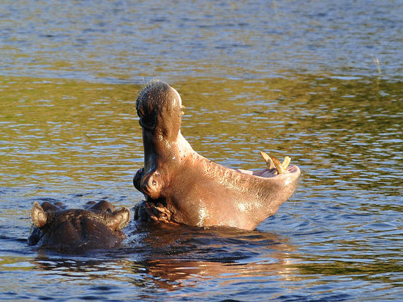 Whilst aboard the Zambezi Queen, spot hippo bathing in the Chobe River