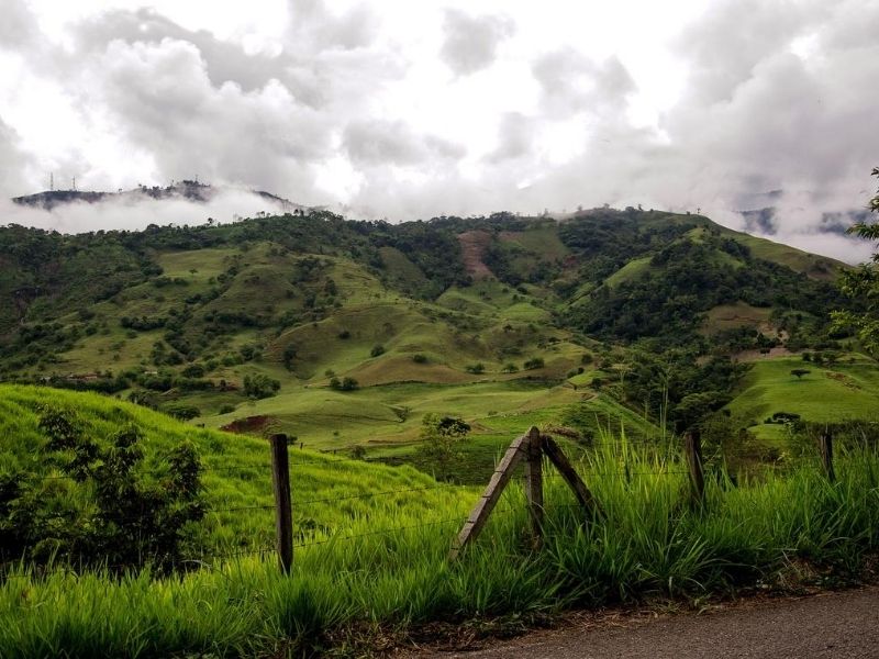 Coffee fields, Colombia