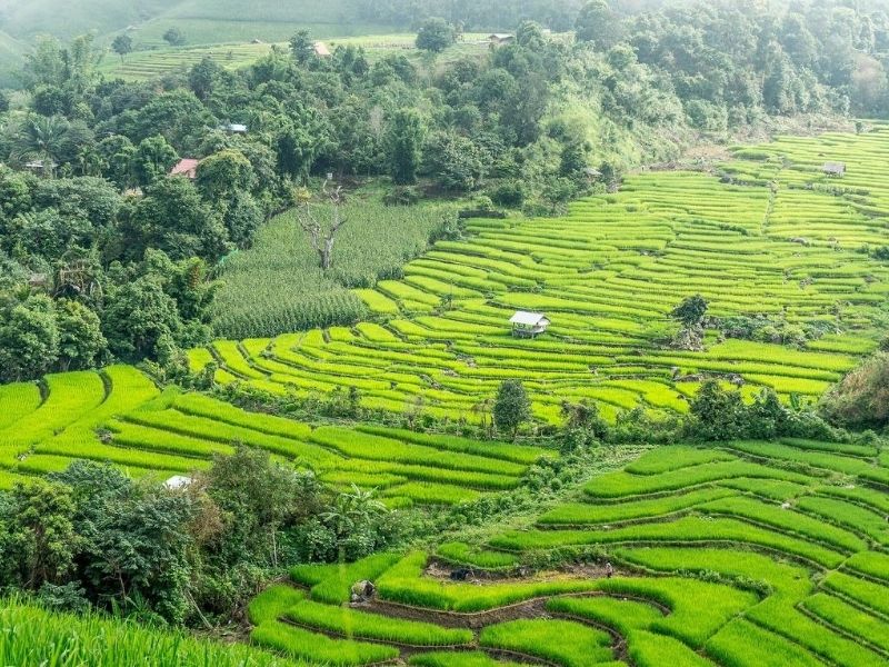 Thailand rice paddies