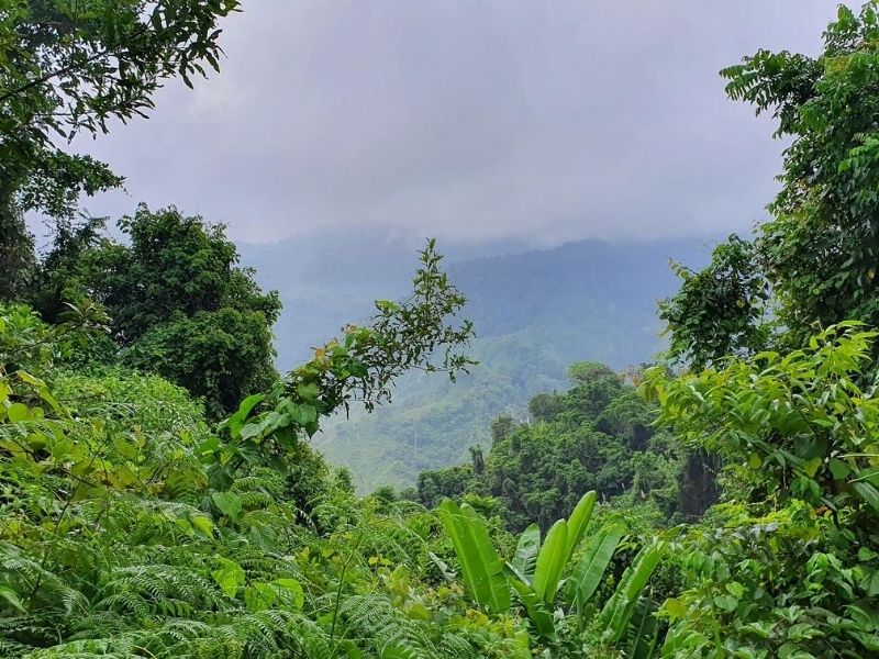 Colombian Jungle