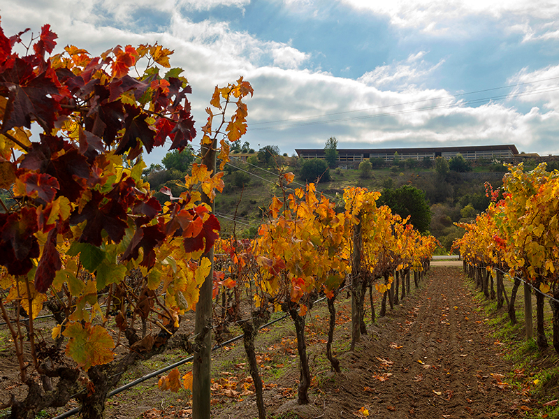 Vineyard Chile