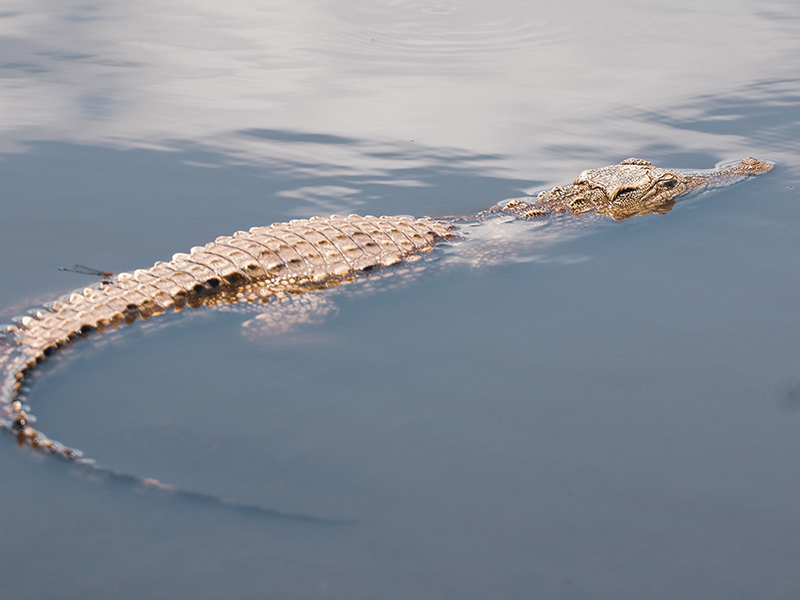 Spot crocodile on a guided boat trip along Lake Chomo during your luxury Ethiopian holiday
