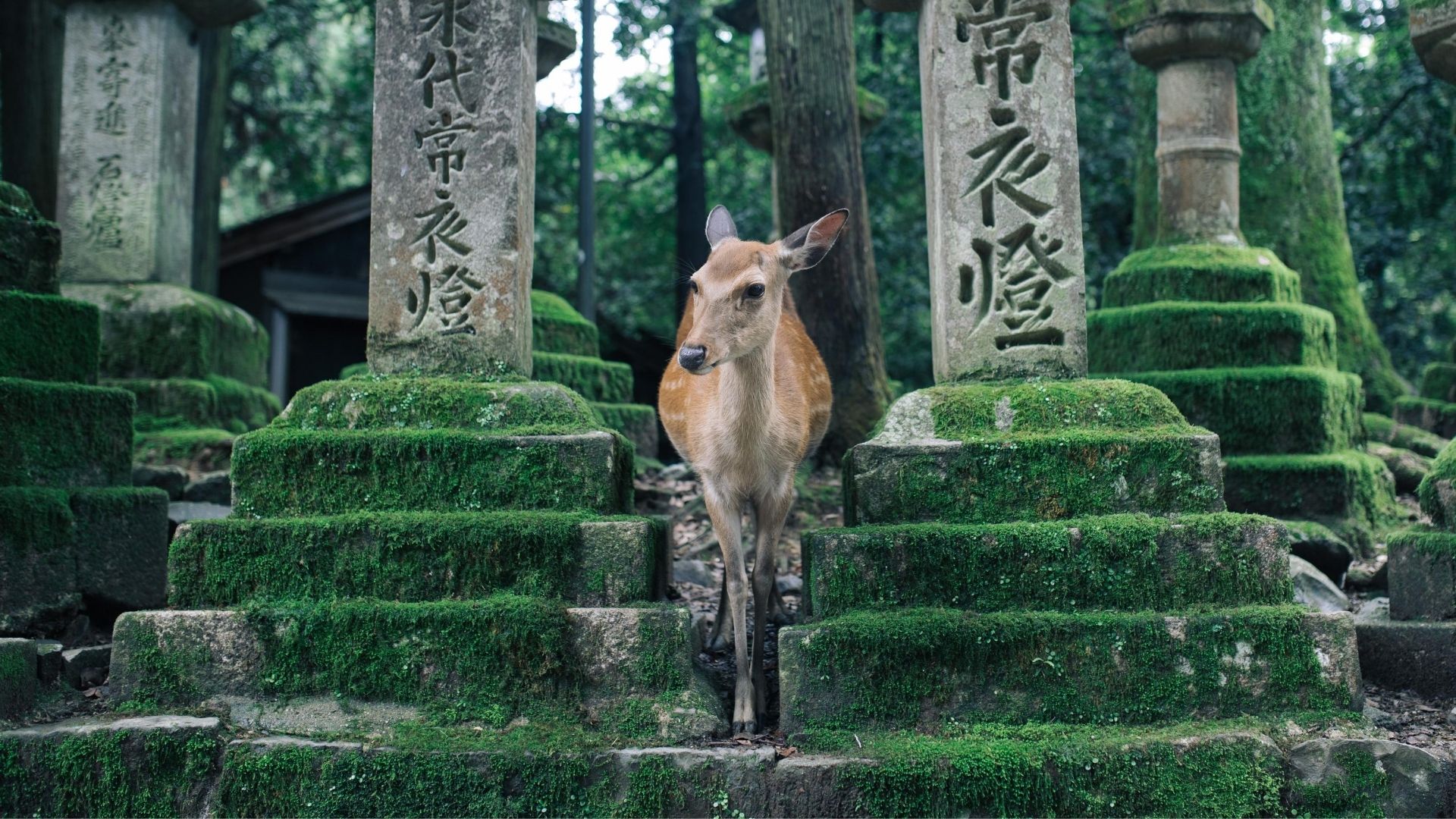 Deer between temple posts in Nara, Japan