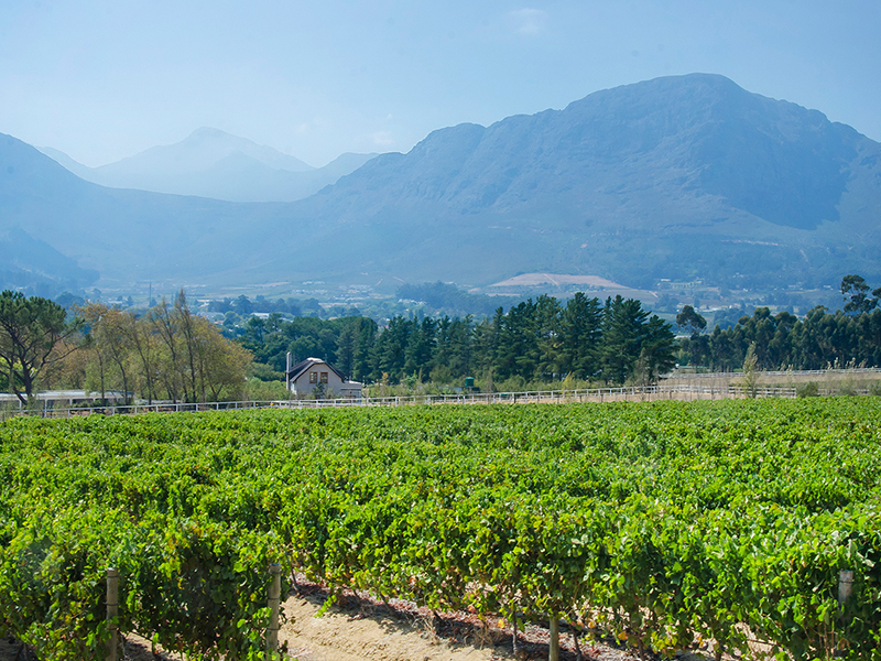 Visit the wine estates of Franschhoek during your luxury South African holiday