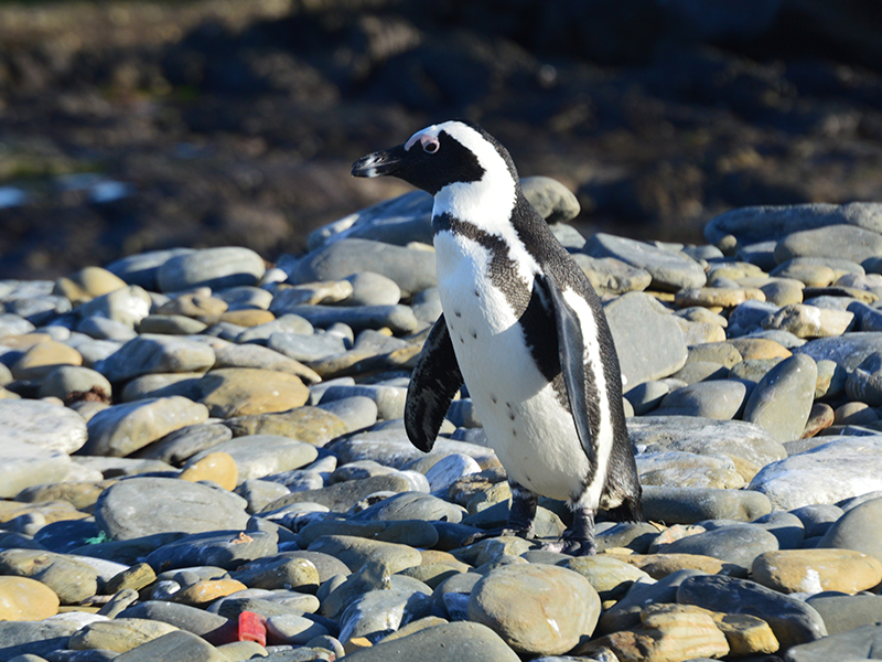 Spot penguins on Robben Island during your luxury South African holiday