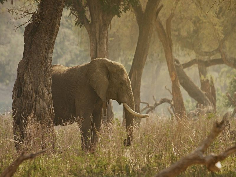 Spot elephants during your safari in Loango National Park on your luxury Gabon holiday