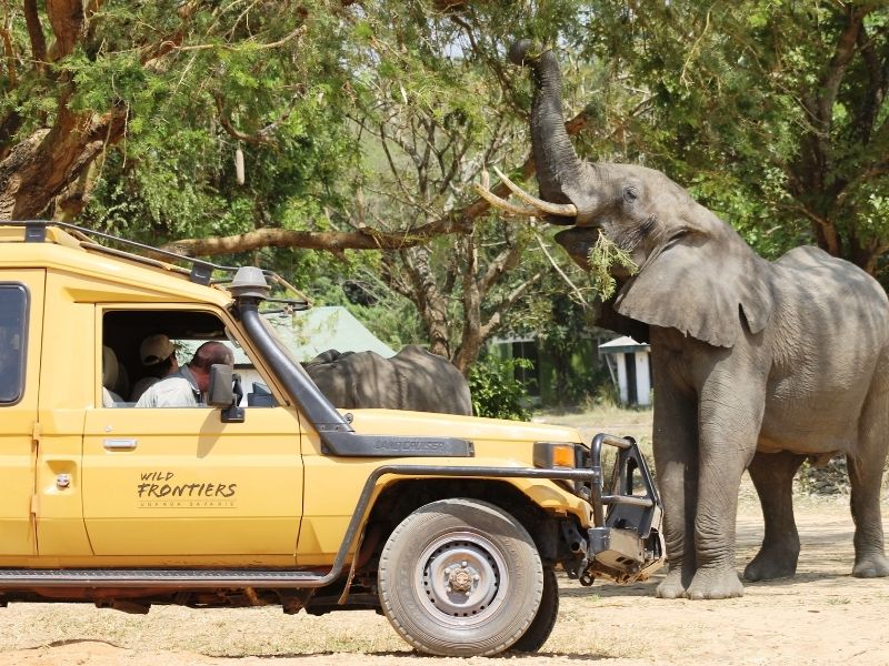Elephant on luxury Ugandan safari