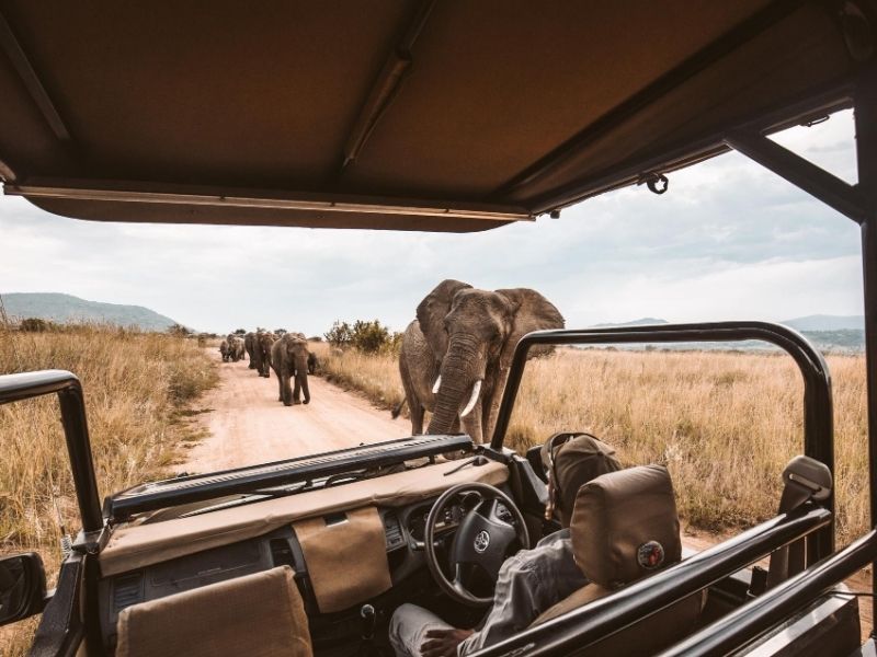 Spot elephants on daily game drives during your luxury Botswana safari holiday
