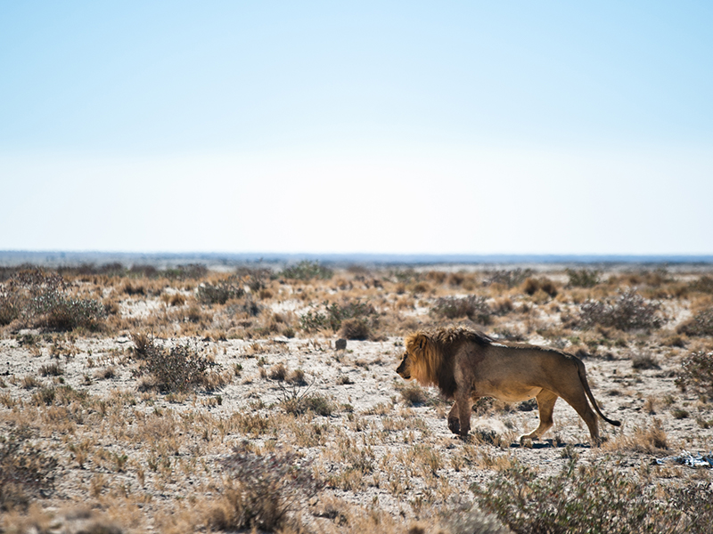 See lions in Etosha National Park on your luxury Namibian holiday