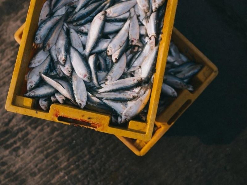 Visit the fish market in Jeddah during your luxury holidays to Saudi Arabia
