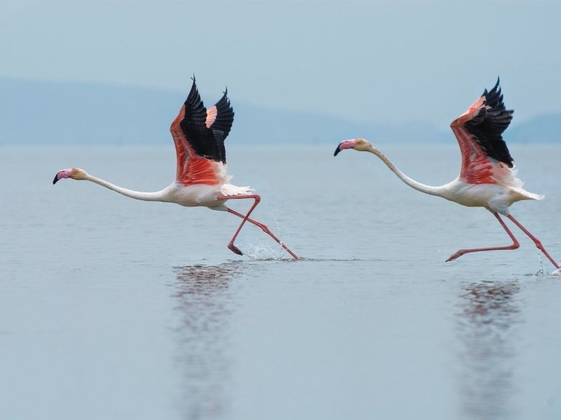 Flamingos on luxury holiday to Namibia