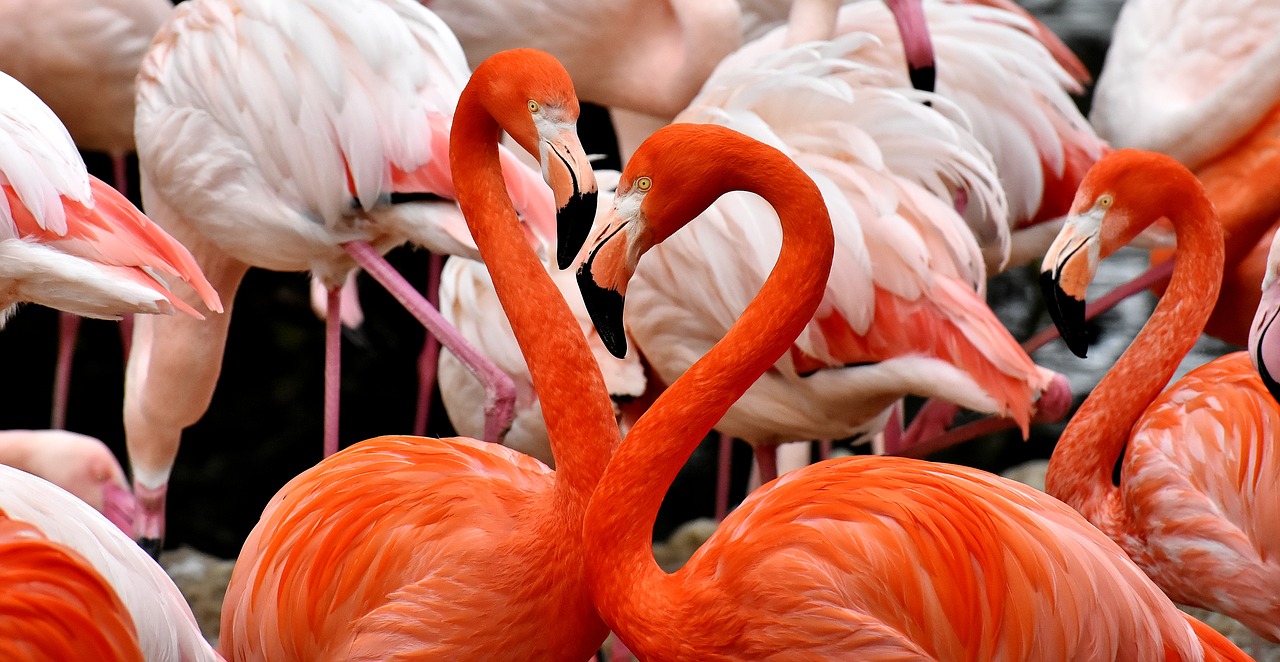 Spot flamingos during birding expeditions on your luxury holiday to Mozambique