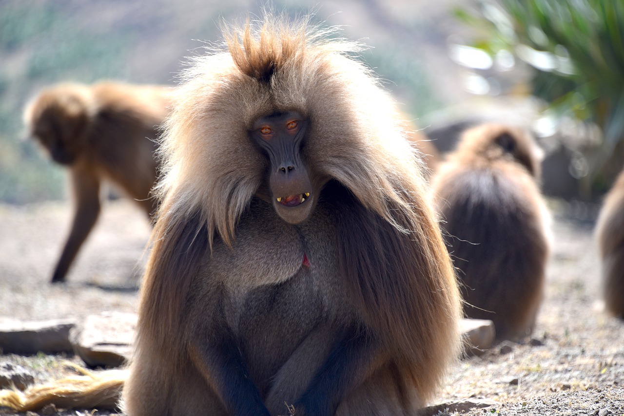 Spot Gelada baboon in Simien National Park during your luxury Ethiopian holiday